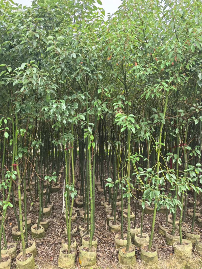 香樟树苗高度2米～3米高大小规格