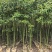 香樟树苗高度2米～3米高大小规格