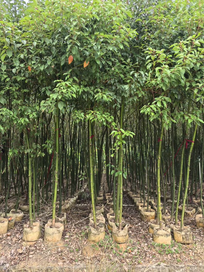 香樟树苗高度2米～3米高大小规格