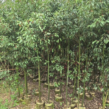 香樟树苗高度2米～3米高大小规格