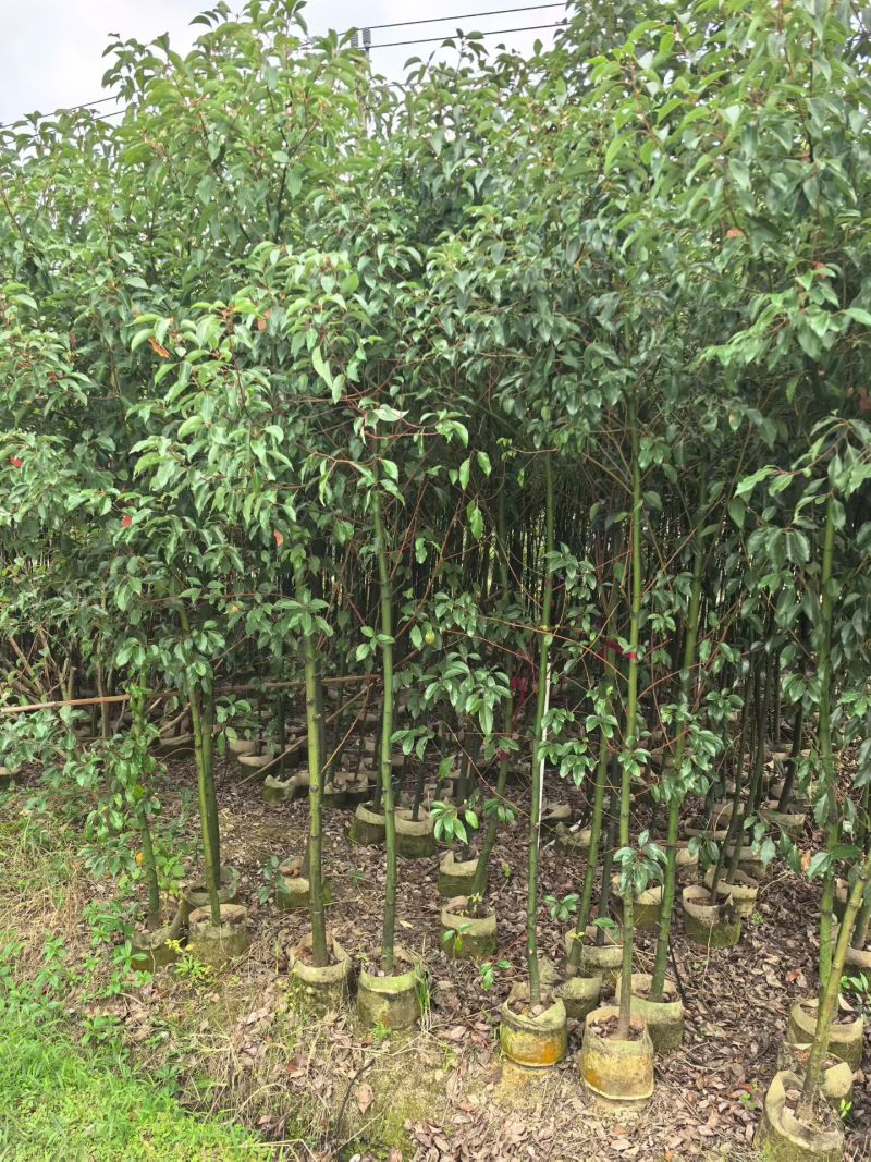香樟树苗高度2米～3米高大小规格