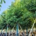 香樟养冠两年苗大冠幅8公分10公分12公分