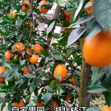 自家果园，还余2万斤在树上，需要的联系