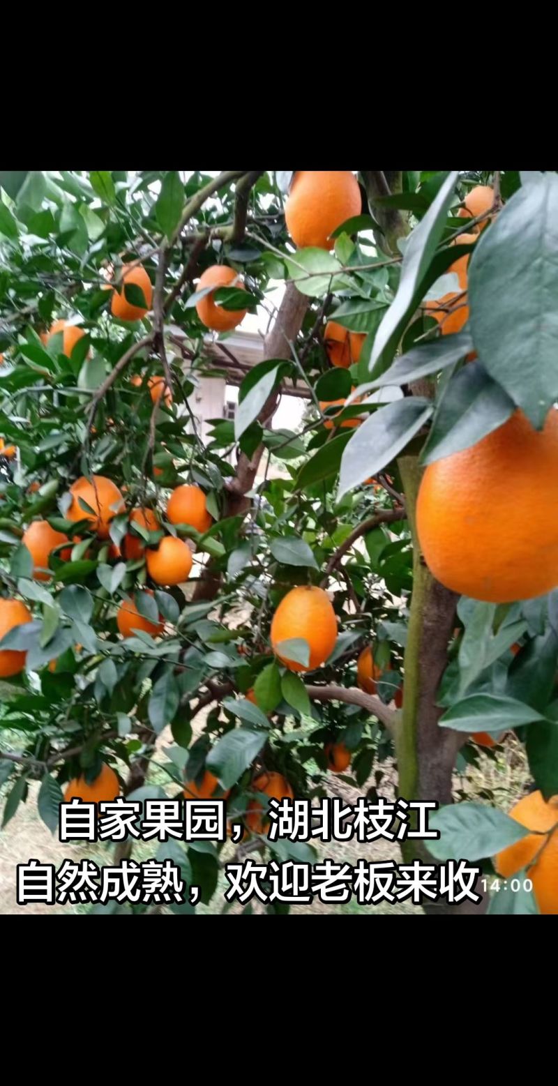 自家果园，还余2万斤在树上，需要的联系