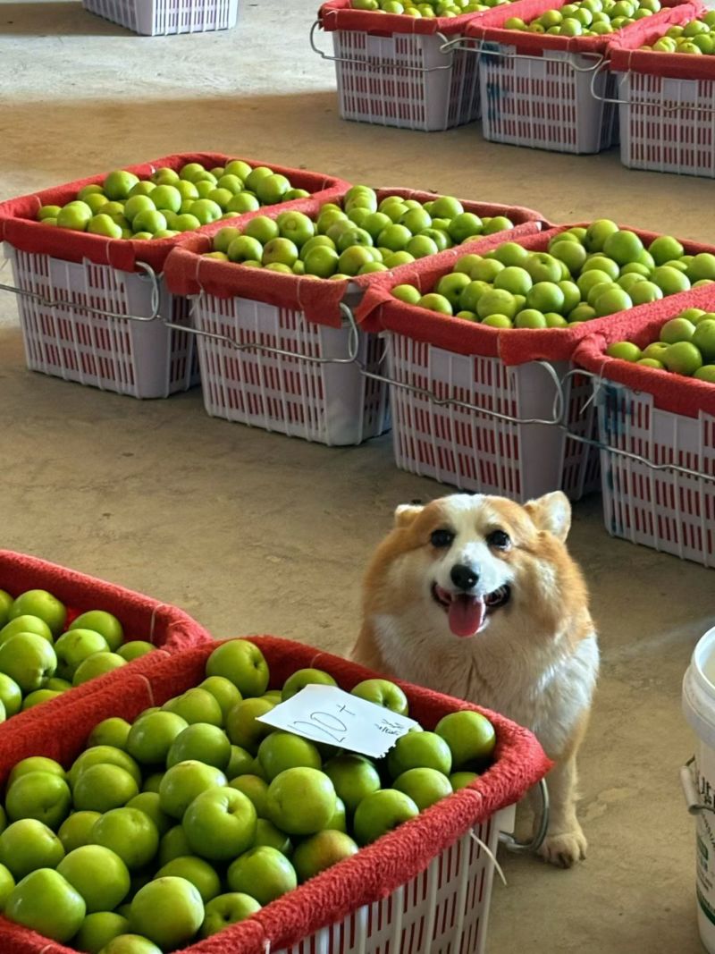 西双版纳苹果枣