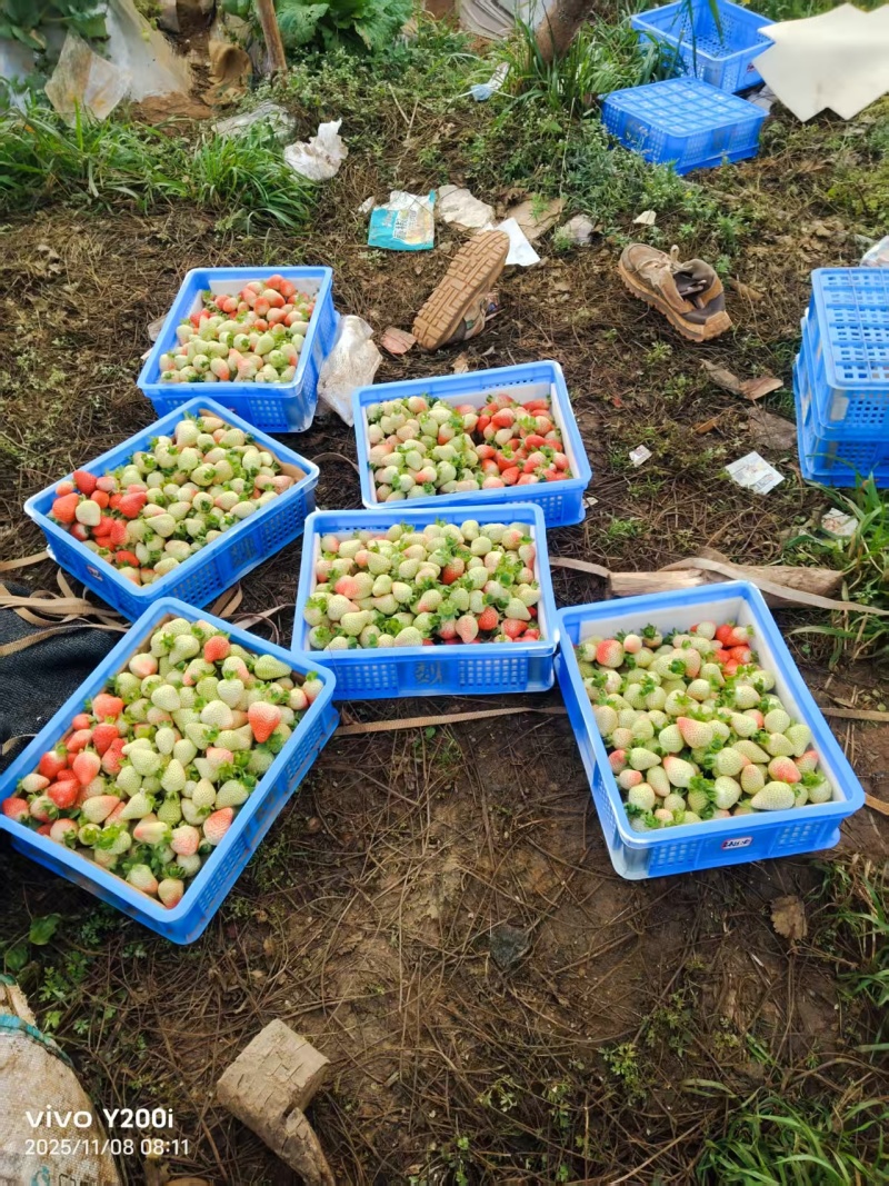 云南会泽草莓自己种植个大皮厚欢迎采购价格实惠