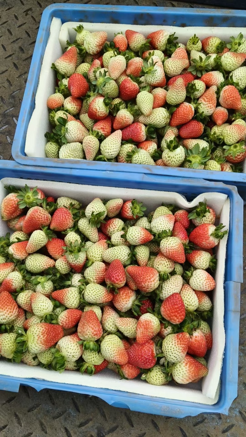 云南会泽草莓自己种植个大皮厚欢迎采购价格实惠