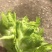 中心儿菜