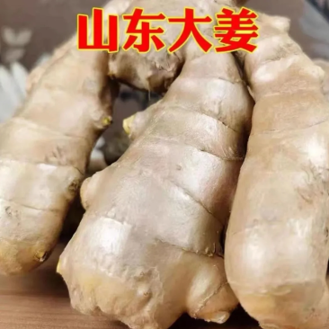 出售山东优质大姜供应商超批发市场电商一件代发欢迎咨询下单