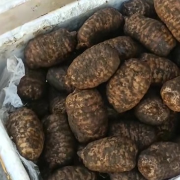 小草坝高山乌天麻