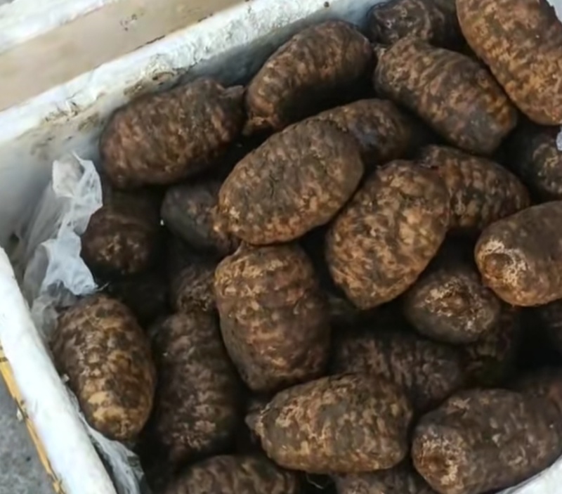 小草坝高山乌天麻