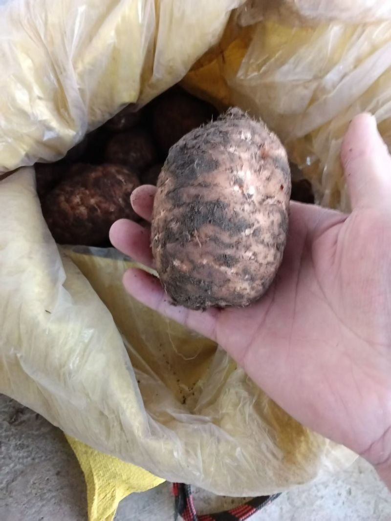 云南省昭通市彝良县小草坝
