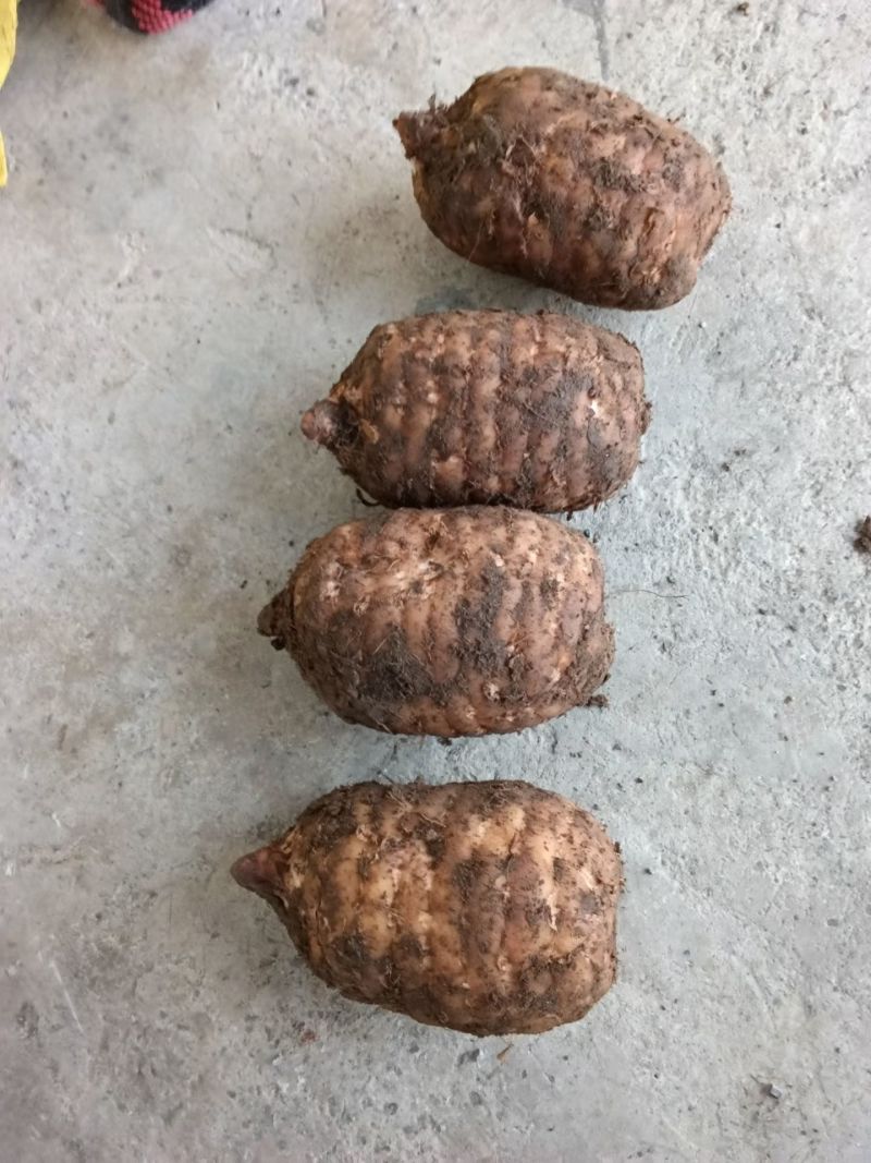 云南省昭通市彝良县小草坝