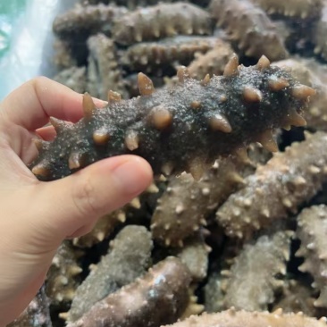 威海，大海参，微残。大头，只要700元5斤