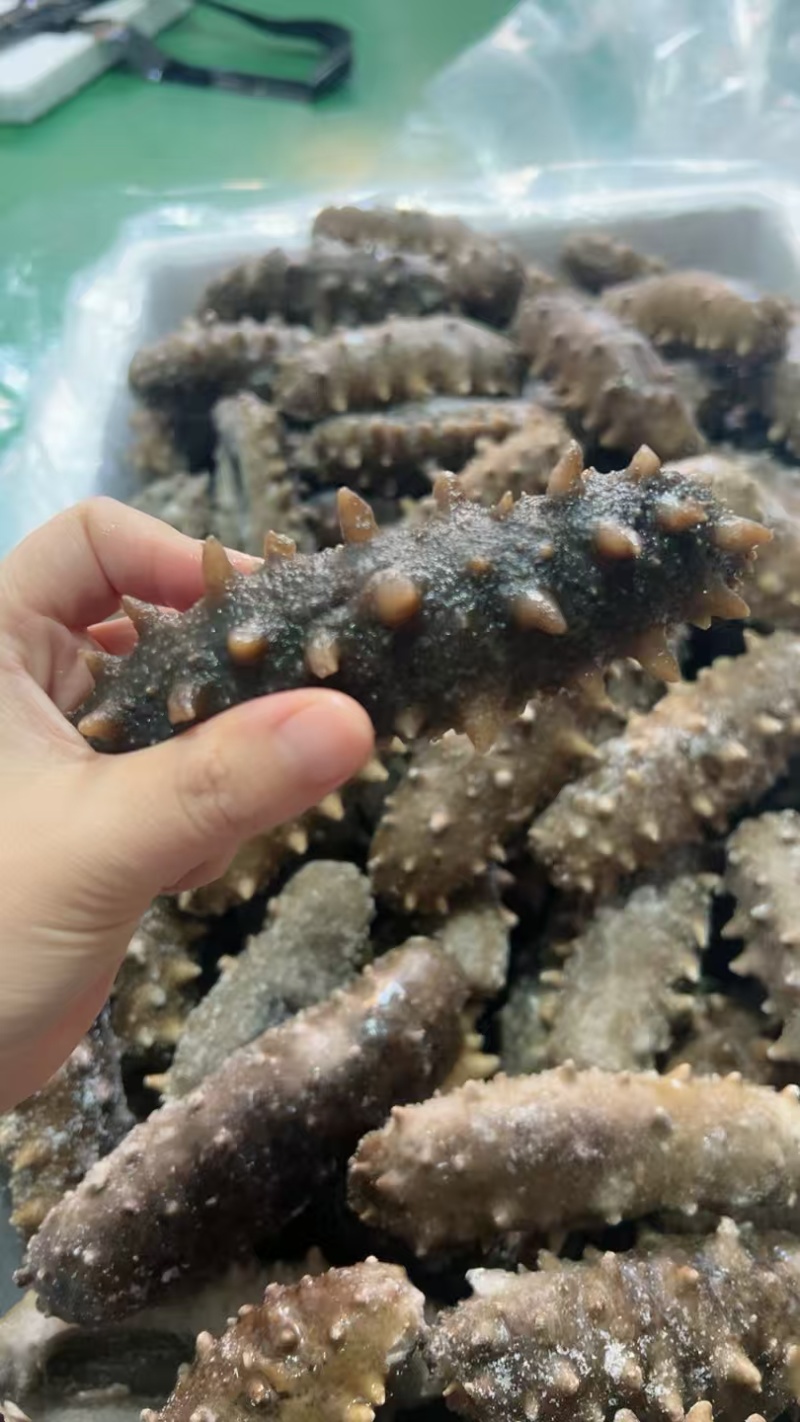 威海，大海参，微残。大头，只要700元5斤