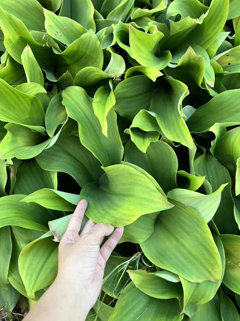 产地现挖新鲜沙姜广西钦州市钦北区沙姜