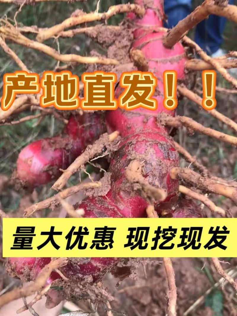 产地现挖新鲜红皮南姜广西钦州钦北区南姜
