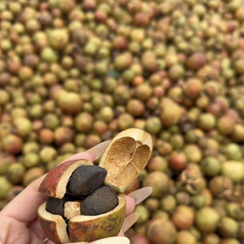湖南正宗山茶油