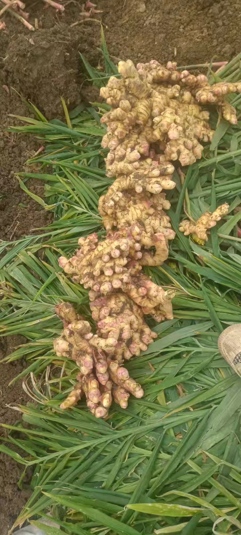 云南小黄姜