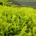 大武夷山茶叶