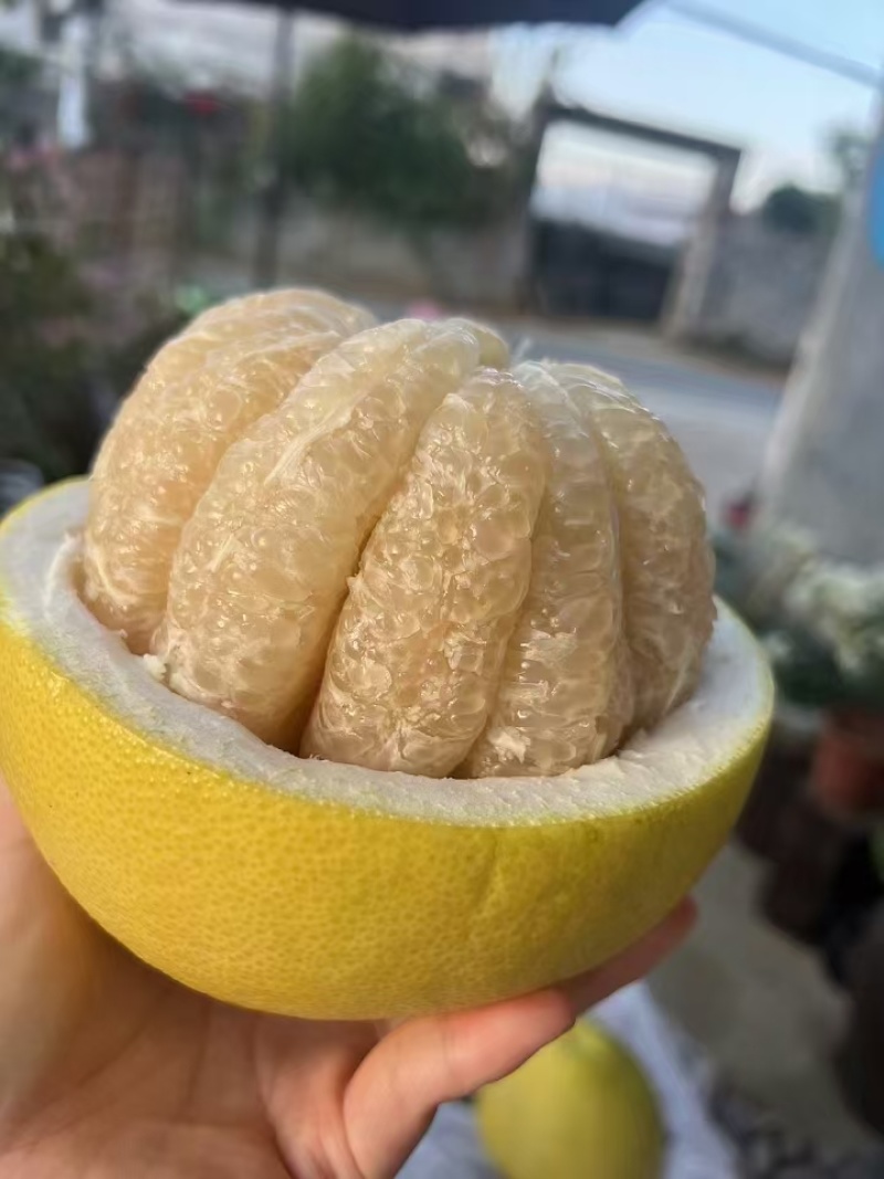 江永沙田柚