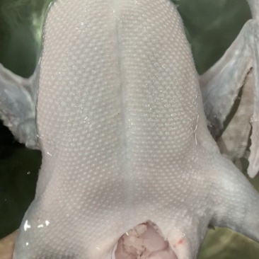 黑棕鹅批发