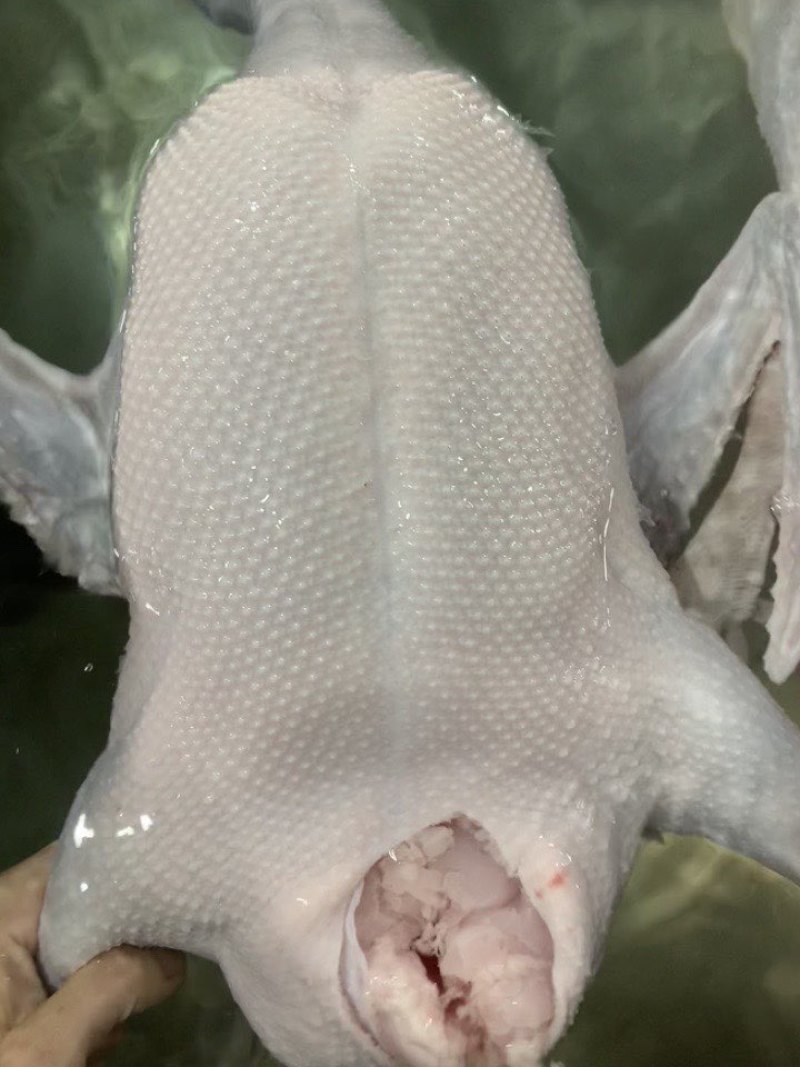 黑棕鹅批发