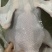 黑棕鹅批发