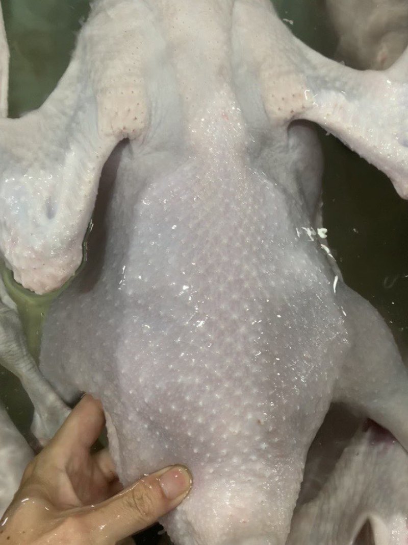 黑棕鹅批发