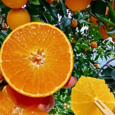 秭归脐橙