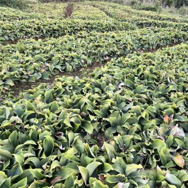 产地现挖新鲜沙姜广西钦州钦北区沙姜
