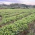 广西产地新鲜现挖沙姜广西钦州钦北区无菌无害