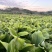广西产地新鲜现挖沙姜广西钦州钦北区无菌无害