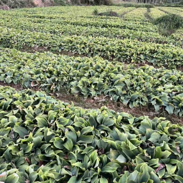 广西产地新鲜现挖沙姜广西钦州钦北区无菌无害