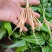 产地新鲜现挖百部中红花种苗