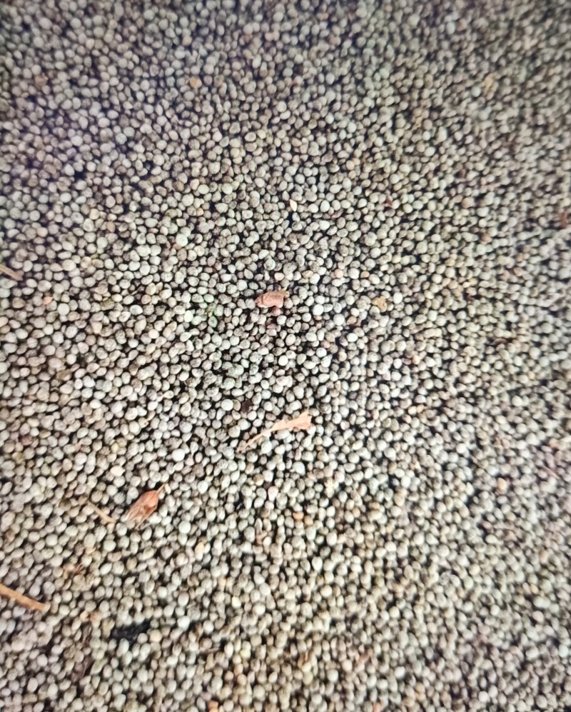 25年苏子，现货，自家种植，数量有限，预购从速。