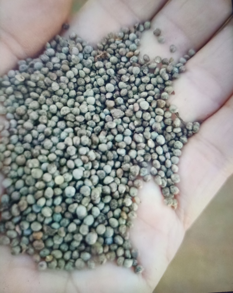 25年苏子，现货，自家种植，数量有限，预购从速。