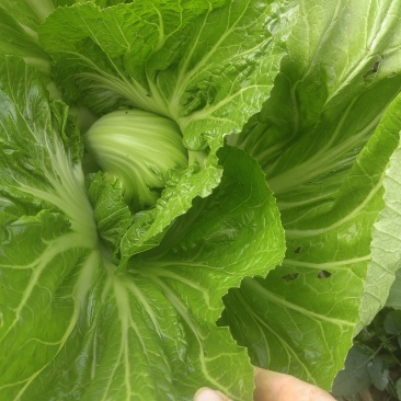 横县玉菜