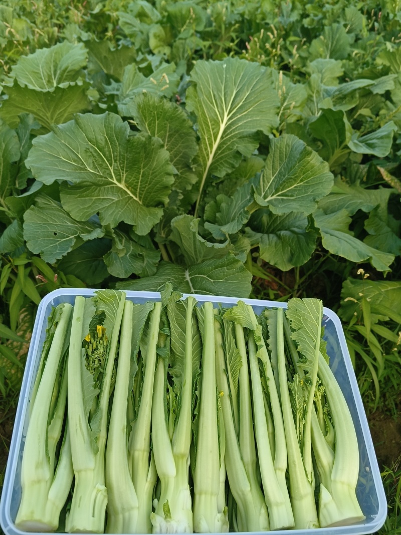 增城迟菜心
