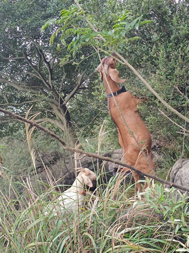 纯羊粪