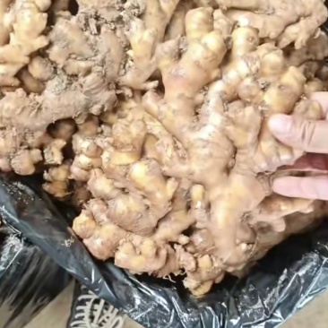 正宗小黄姜