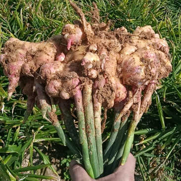 高山种的生姜品种湖南二号