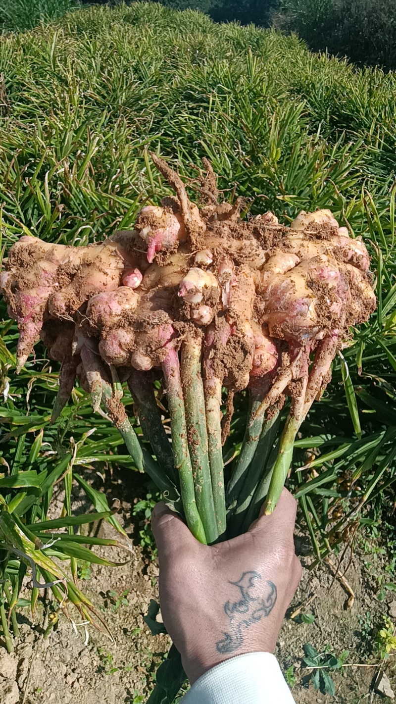 高山种的生姜品种湖南二号