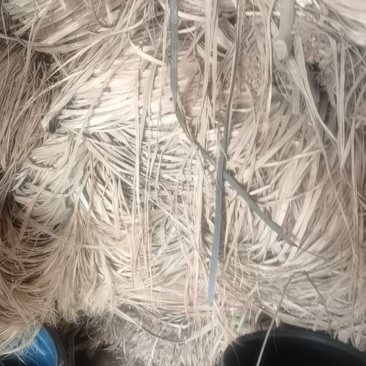 黄麻