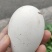 鹅蛋:正宗的土鹅蛋，全部是散养鹅，吃天然草料，欢迎大家购