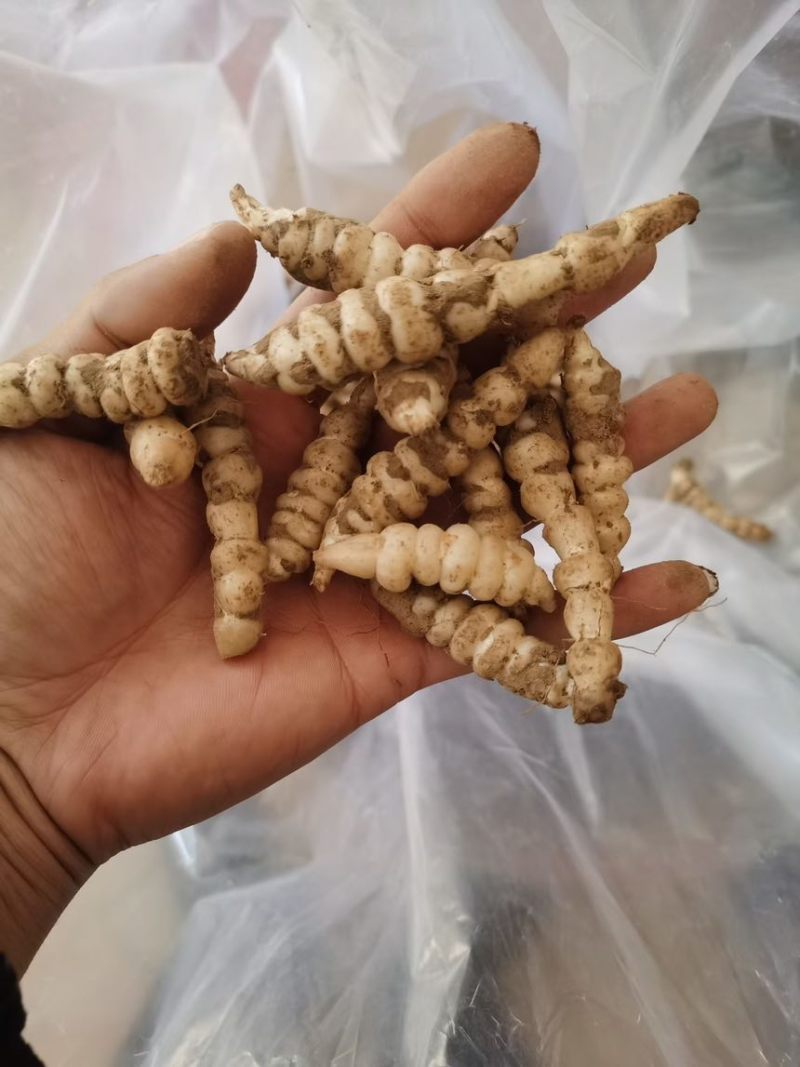 螺丝菜螺丝菜地环菜箱子📦装袋子装