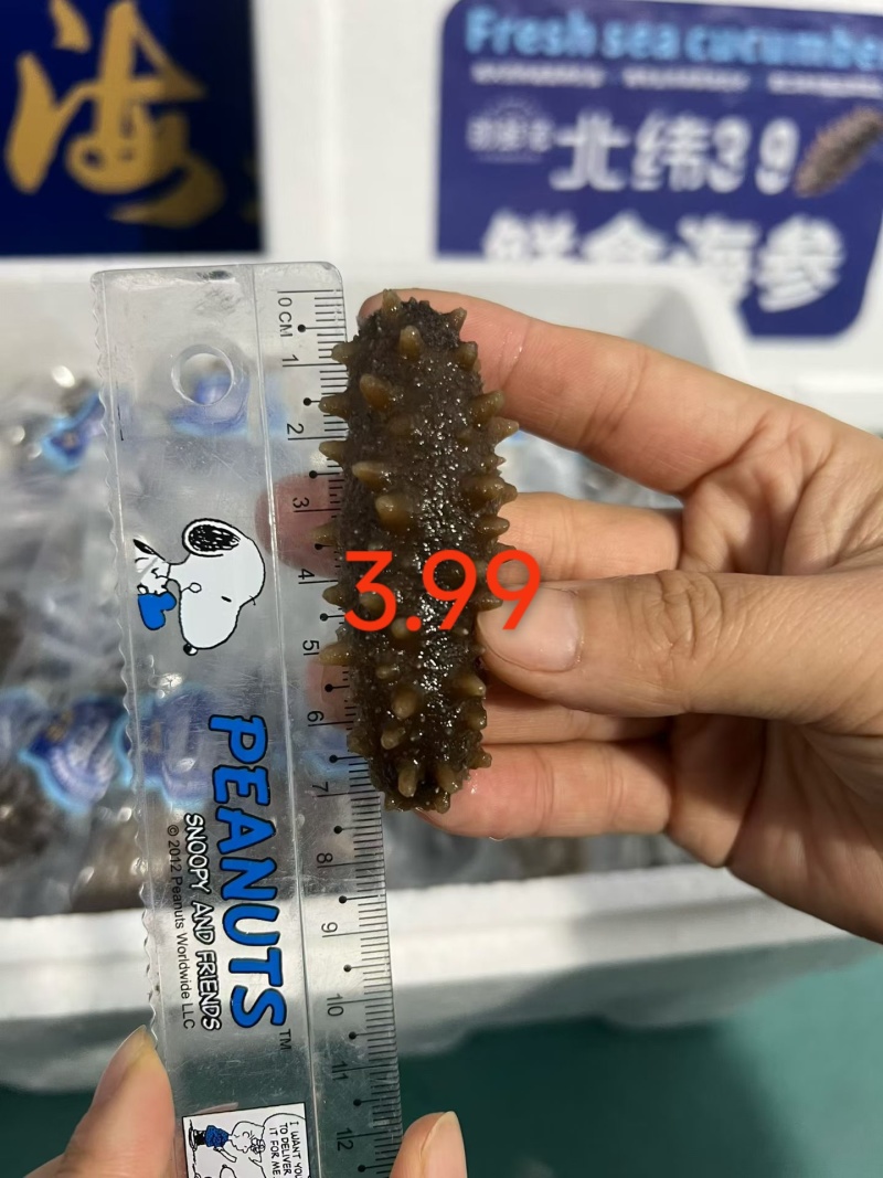 威海特价海参，3.99一只