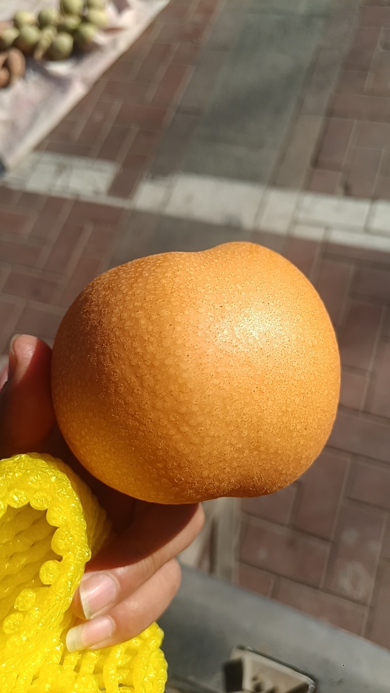精品秋月梨