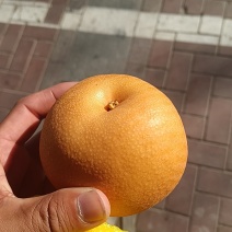 精品秋月梨