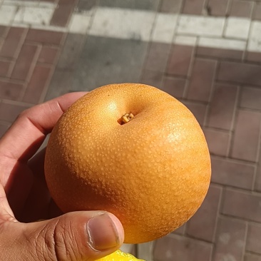 精品秋月梨